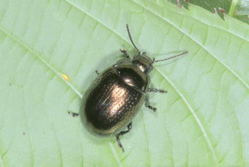 Chrysolina oricalcia
